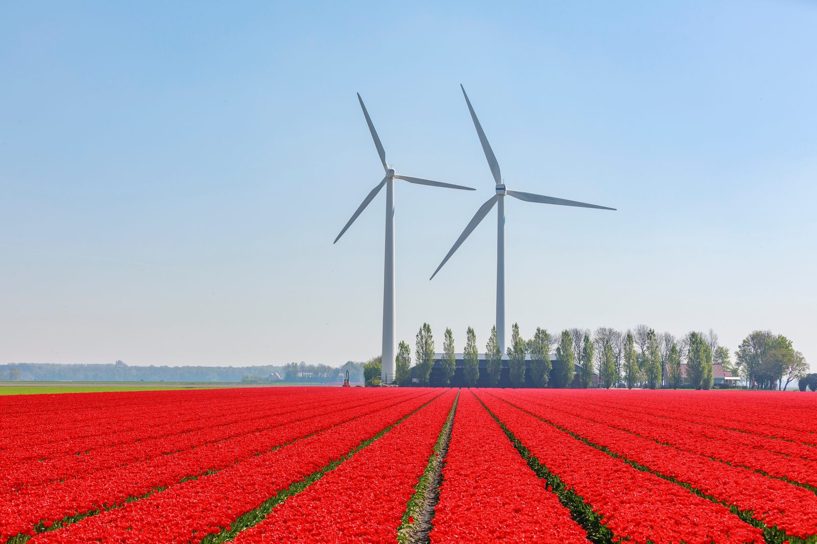 Tulip field and wind turbines